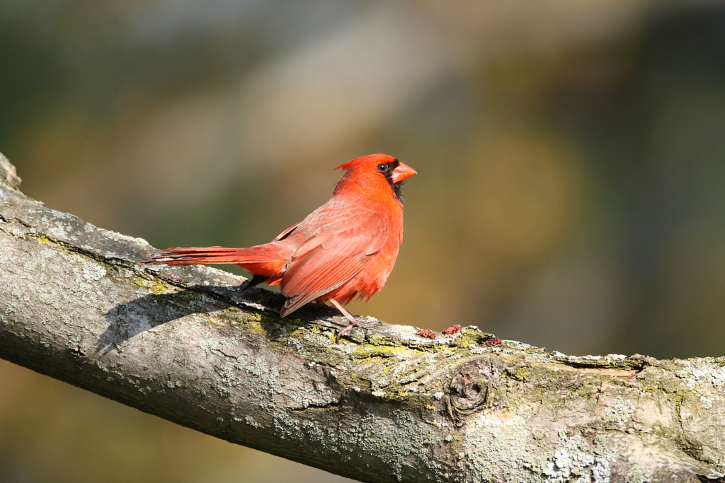 male Northern Cardinal on a tree limb, May 1st by Dave Spier on 500px.com