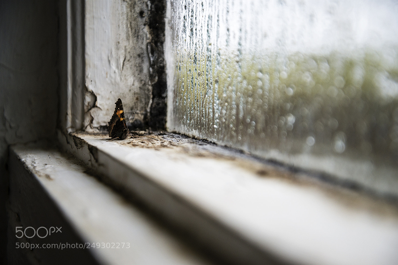 Nikon D610 sample photo. The winter butterfly photography