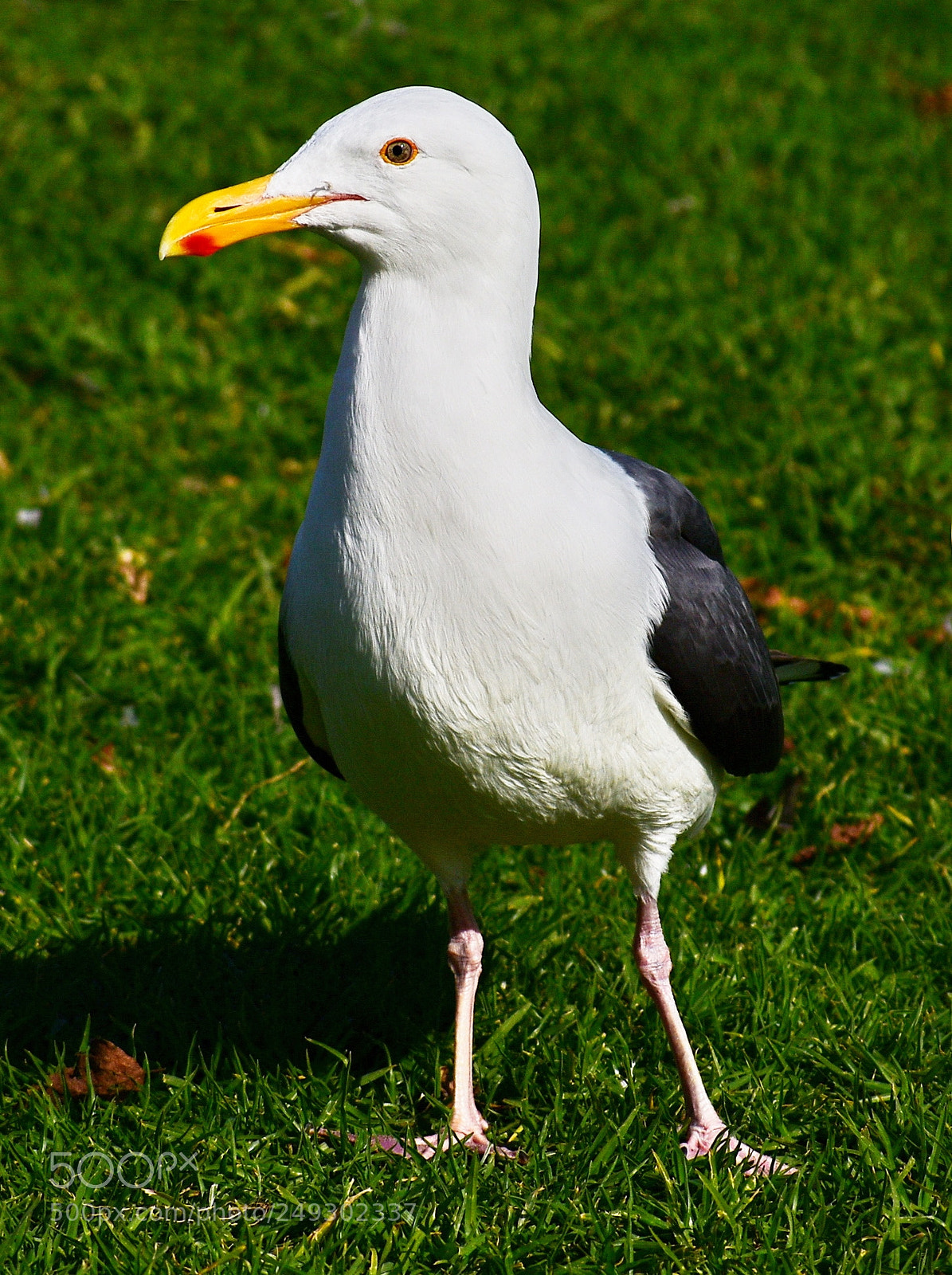 Nikon D7200 sample photo. Seagull standing in the photography