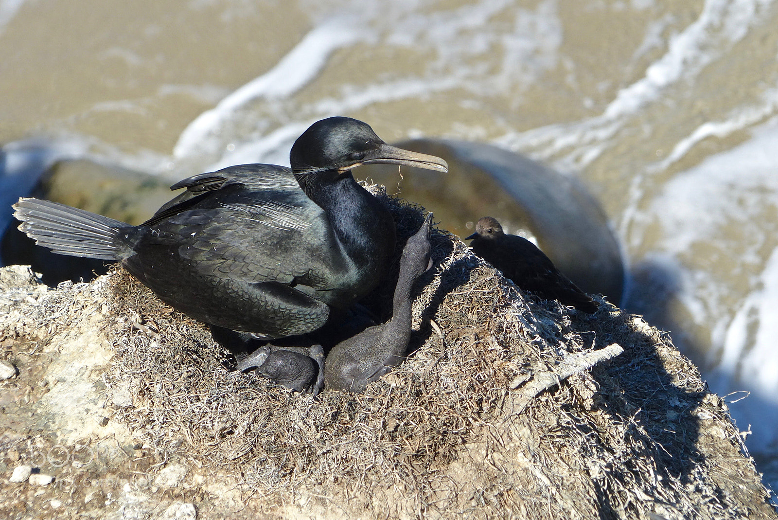 Panasonic Lumix DMC-FZ200 sample photo. A turnstone watches photography