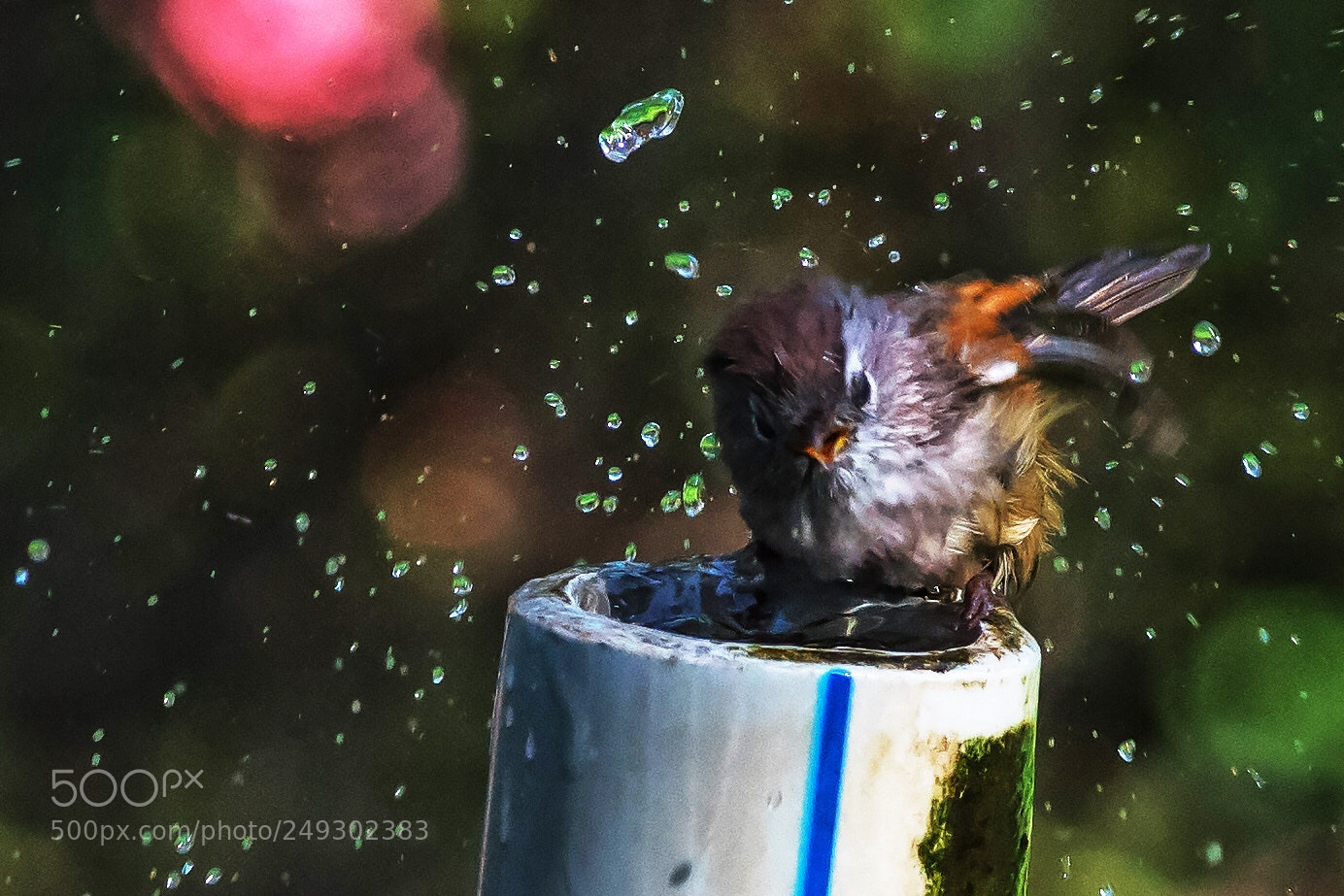 Sony a7R III sample photo. Untitled photography