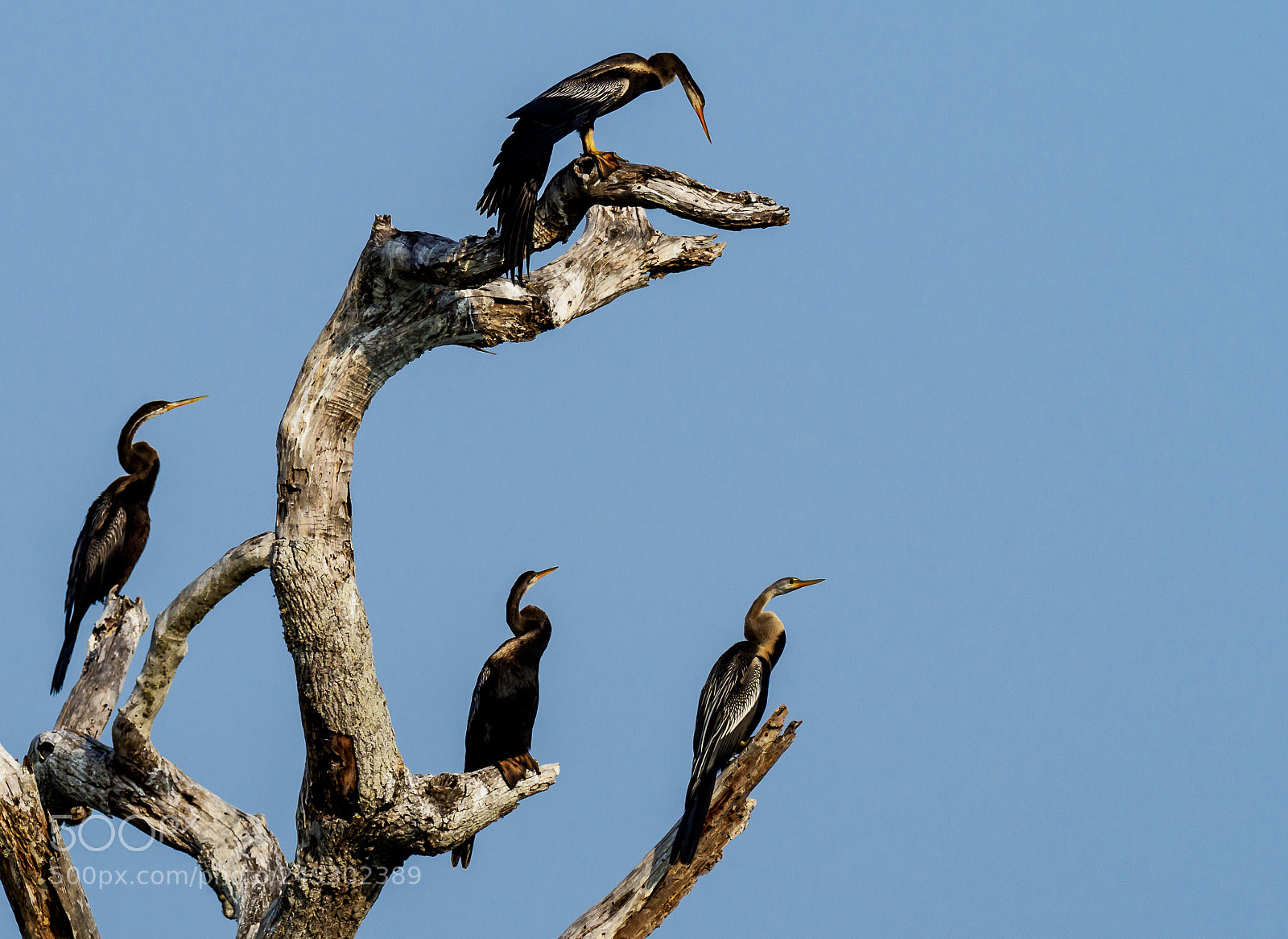 Olympus OM-D E-M1 Mark II sample photo. Four indian darters sitting photography