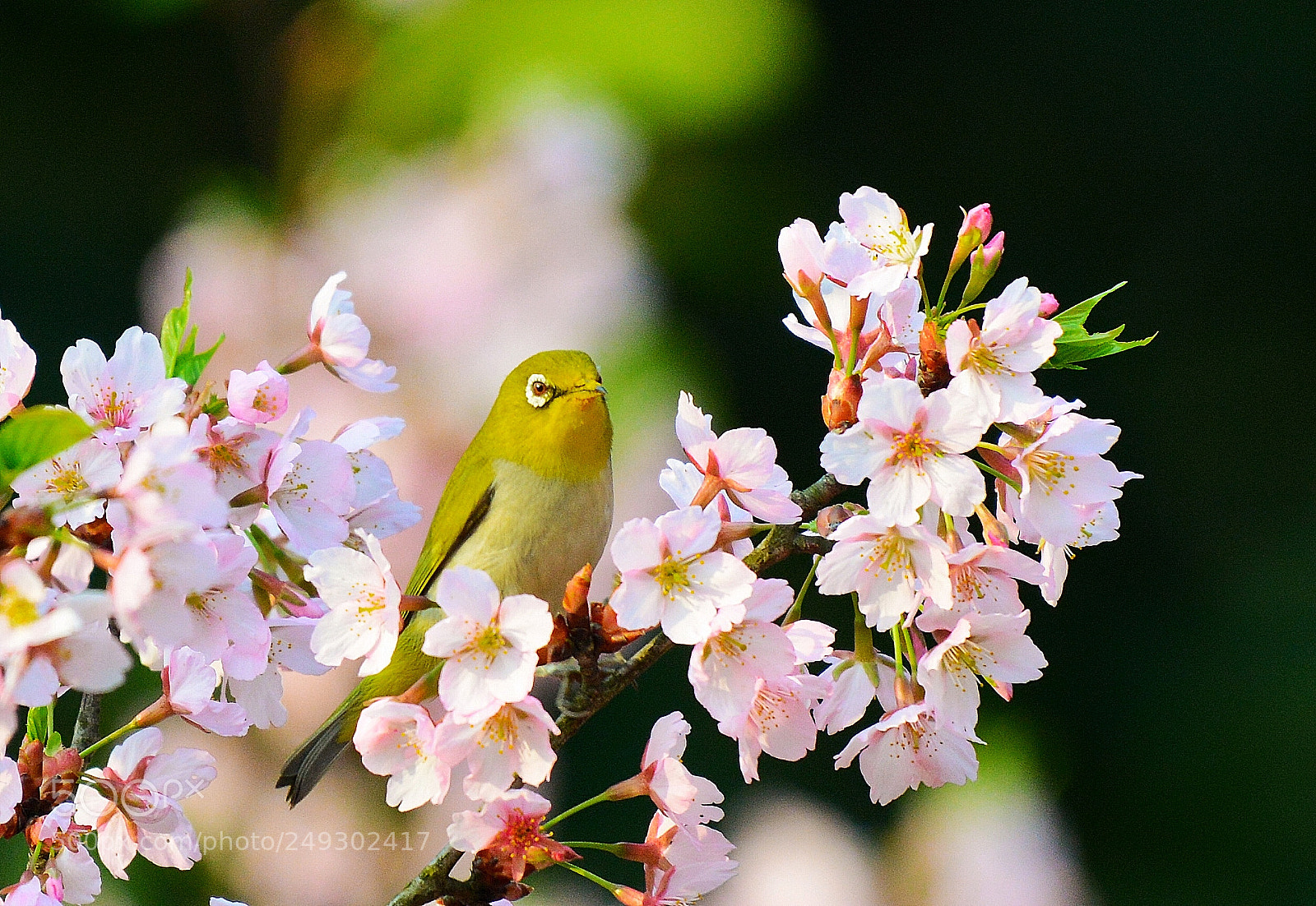 Nikon D800 sample photo. 鸟儿 photography