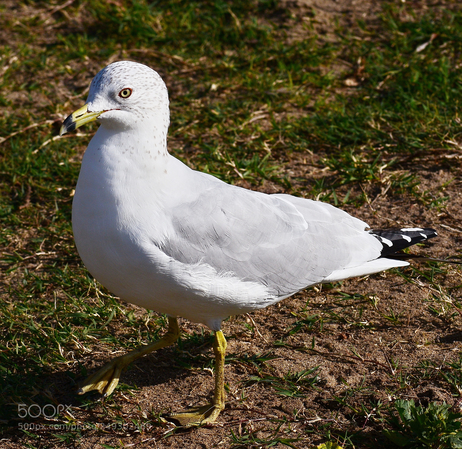 Nikon D7200 sample photo. Baby seagull standing in photography