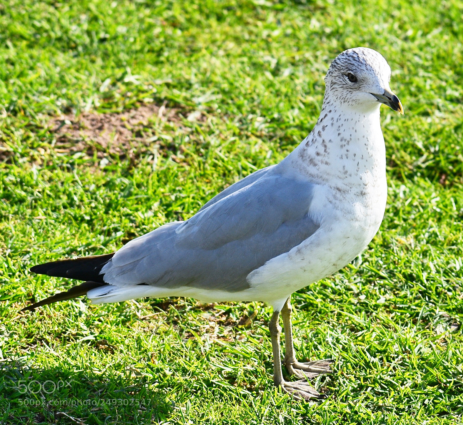 Nikon D7200 sample photo. A baby seagull standing photography