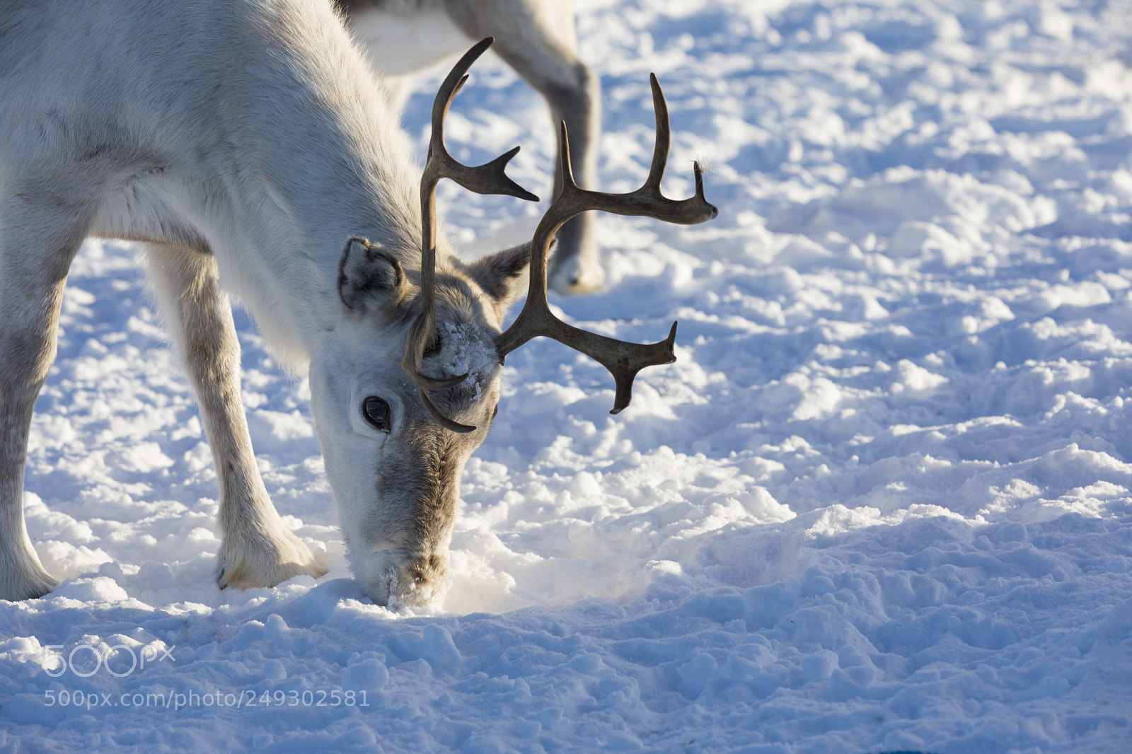 Canon EOS 5D Mark IV sample photo. Reindeer in b rselv photography