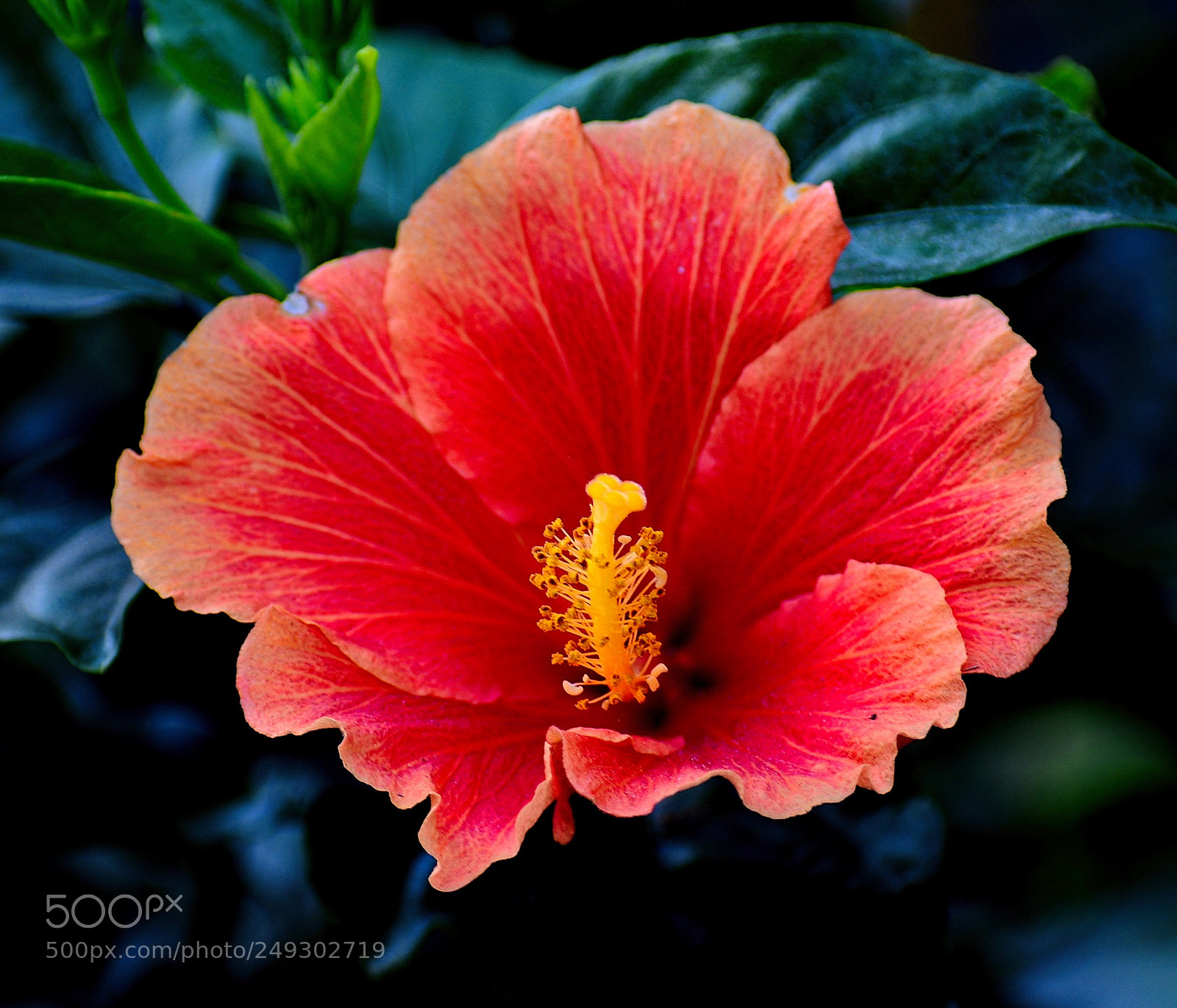 Nikon D7200 sample photo. A red flower in photography