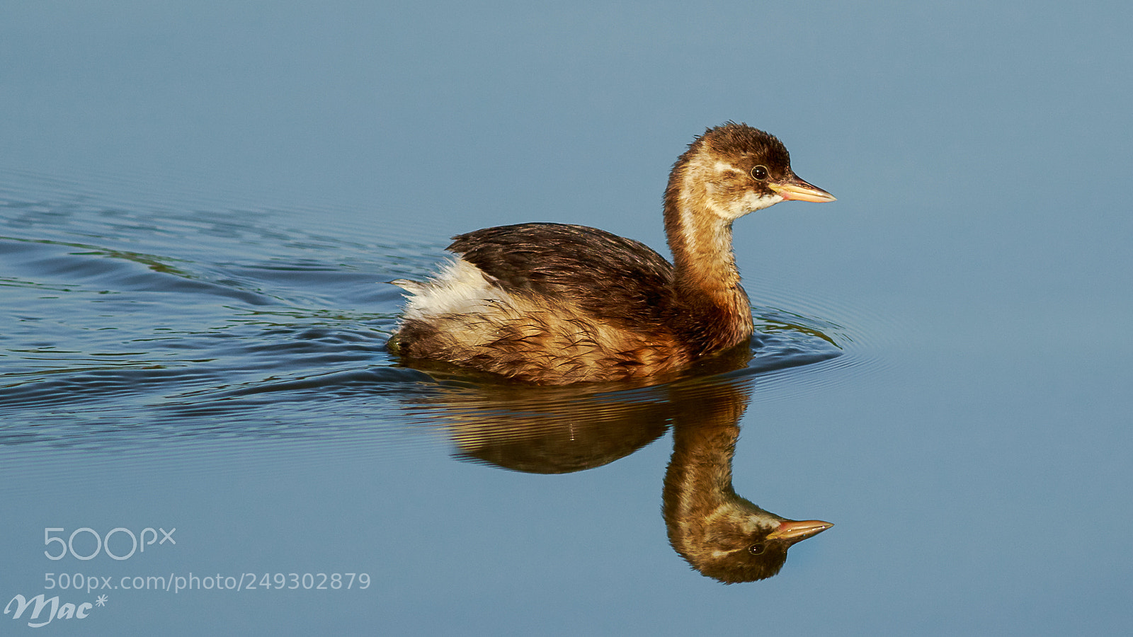 Canon EOS 7D Mark II sample photo. Little grebe-dodaars photography