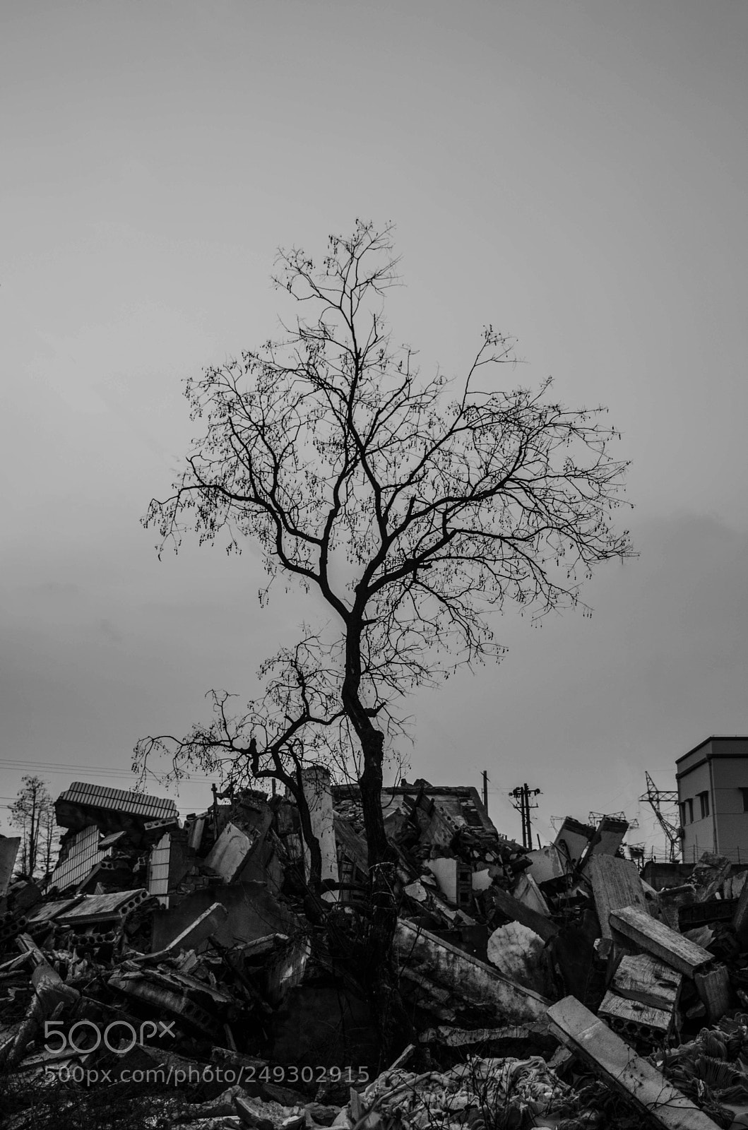 Nikon D5300 sample photo. Tree on the ruins photography