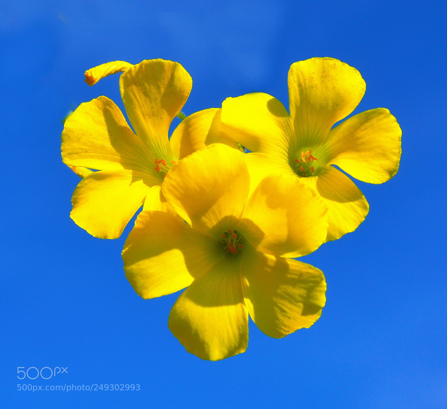 Nikon D7200 sample photo. Three yellow daisies in photography