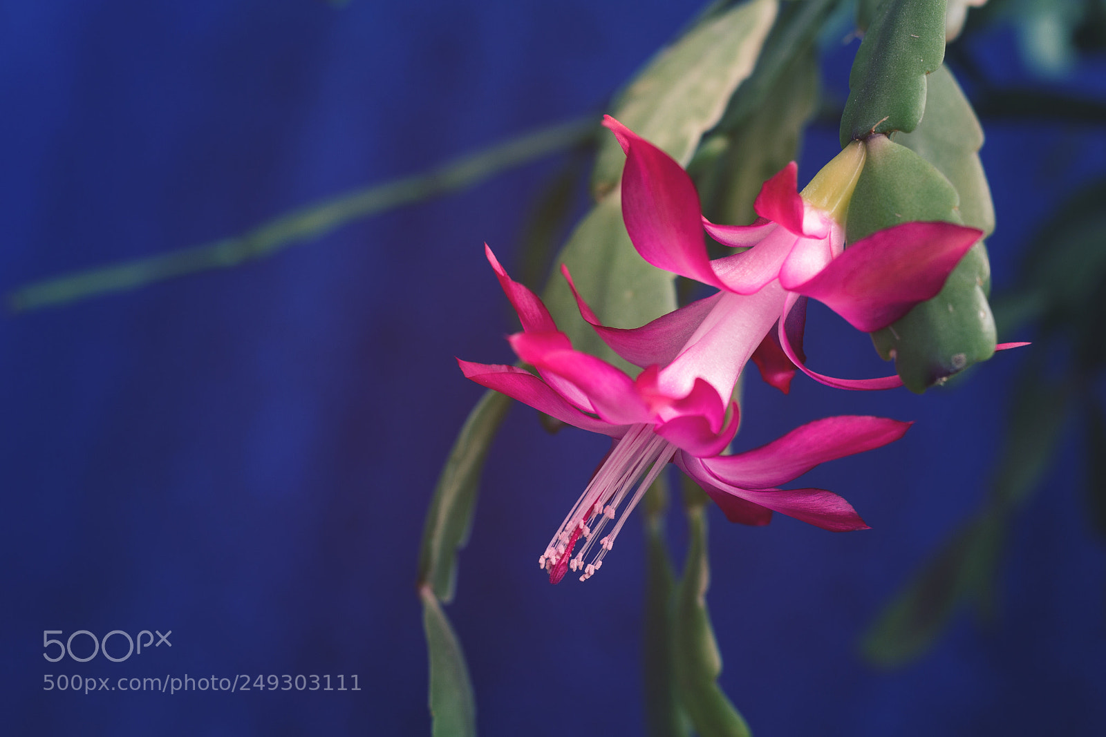 Canon EOS 700D (EOS Rebel T5i / EOS Kiss X7i) sample photo. Schlumbergera photography
