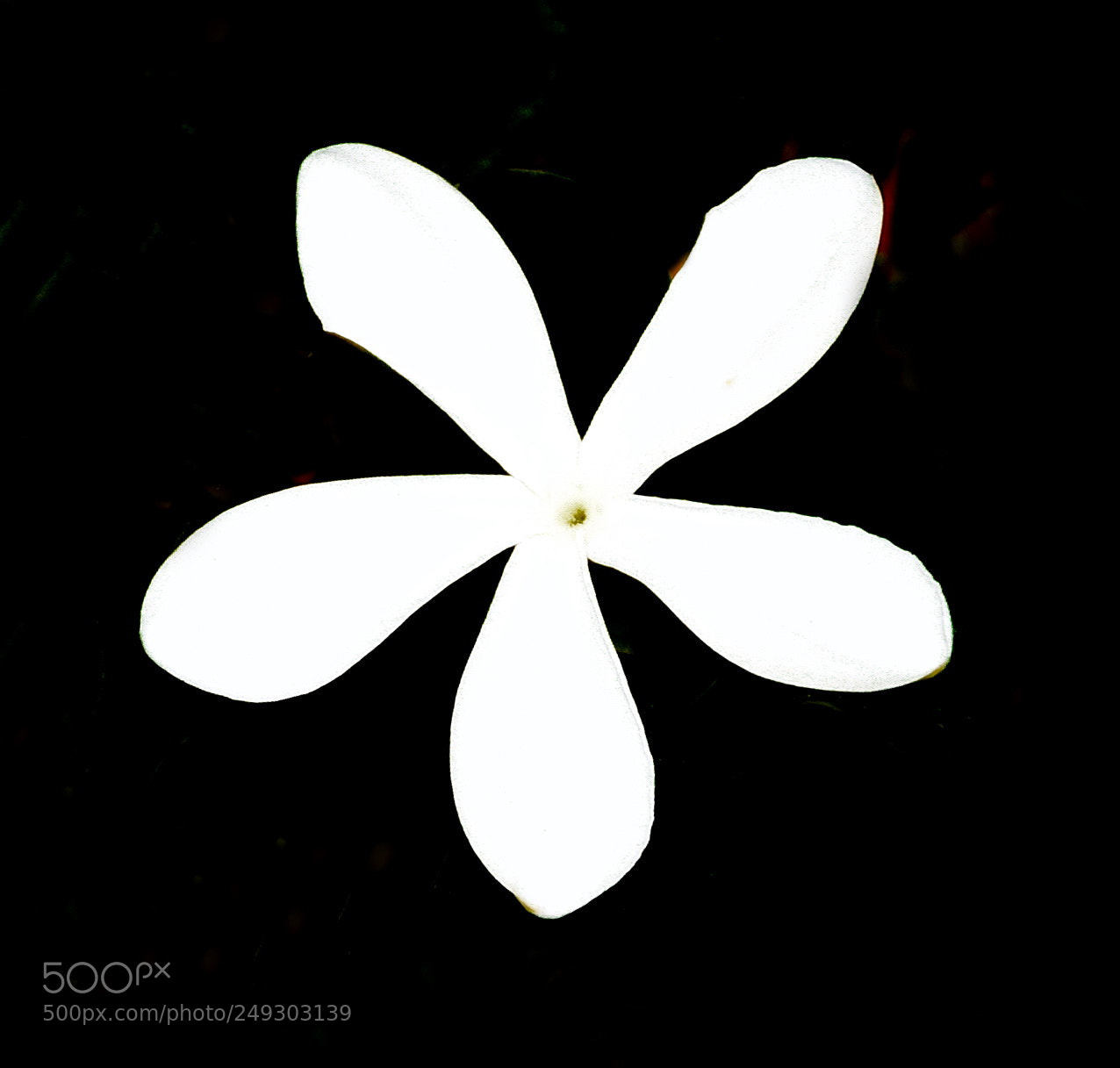 Nikon D7200 sample photo. A white star flower photography