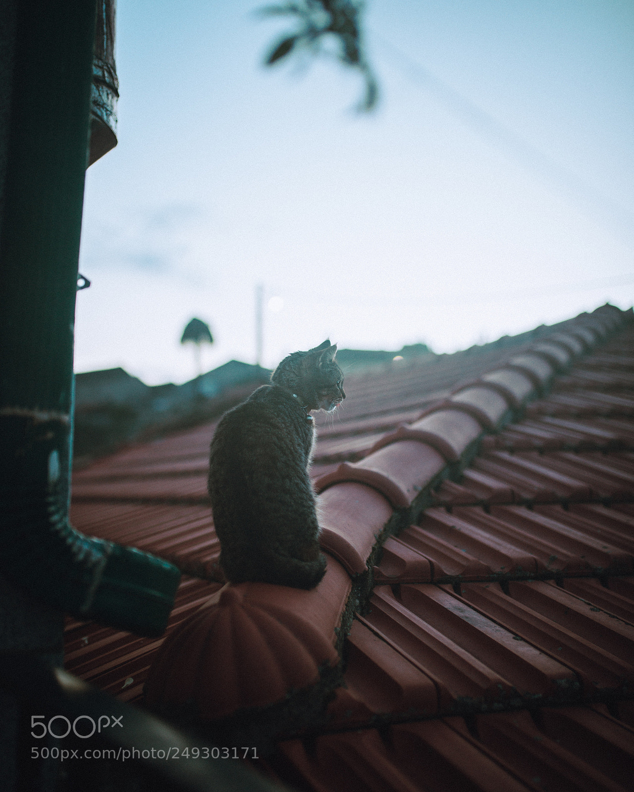 Nikon D610 sample photo. Untitled photography