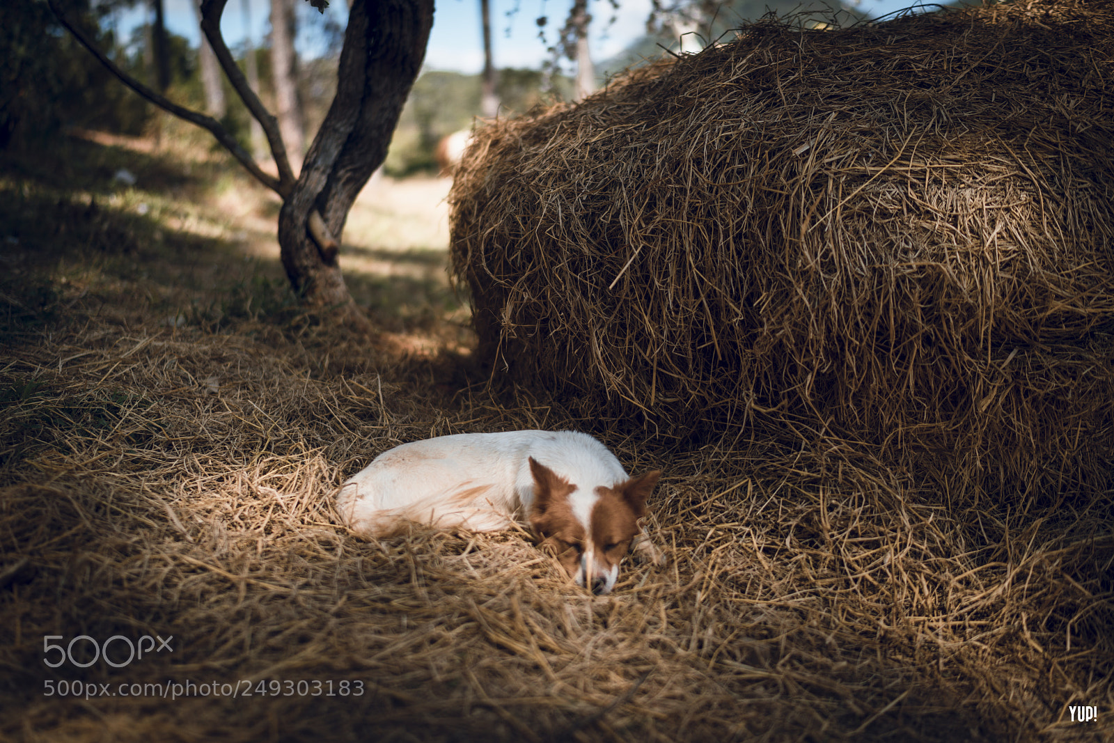 Sony a7R II sample photo. Sleeping dog photography