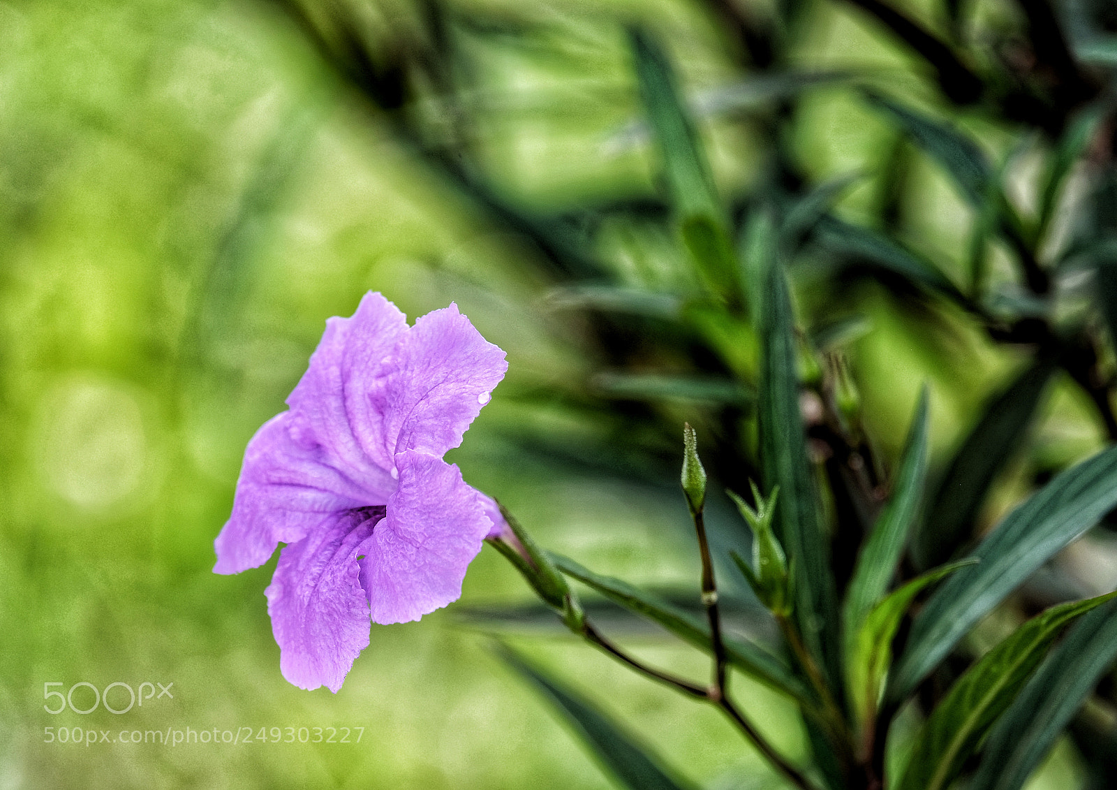 Fujifilm X-T20 sample photo. Purple photography