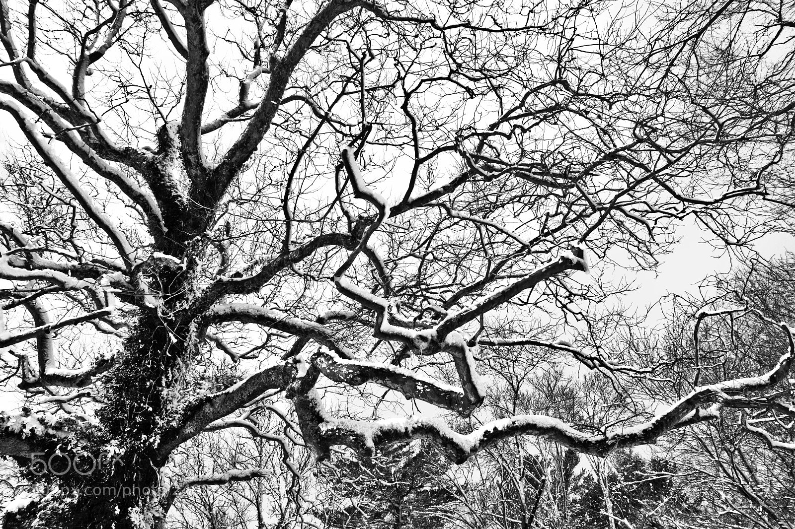 Nikon D5300 sample photo. Snowy tree photography