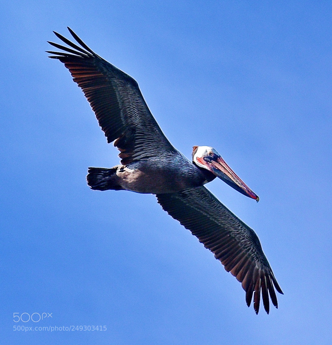 Nikon D7200 sample photo. Pelican flying in the photography