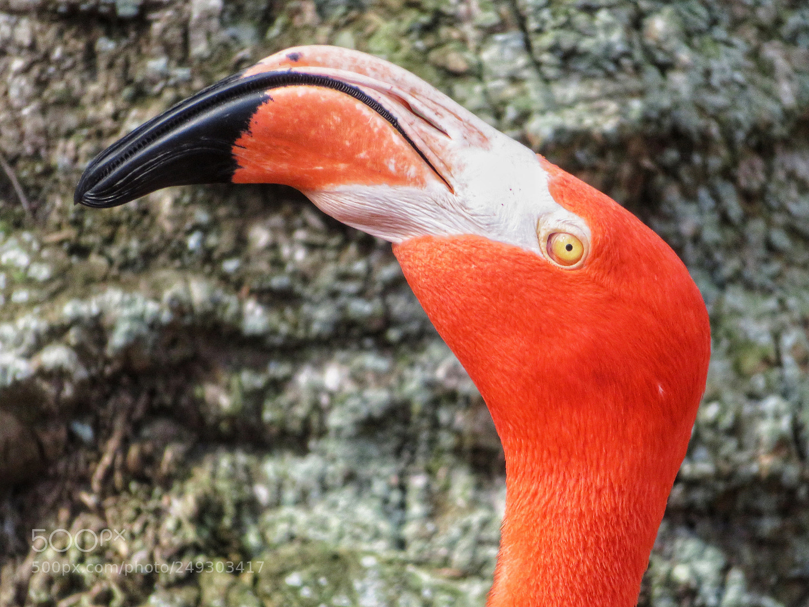 Canon PowerShot SX720 HS sample photo. Caribbean flamingo photography