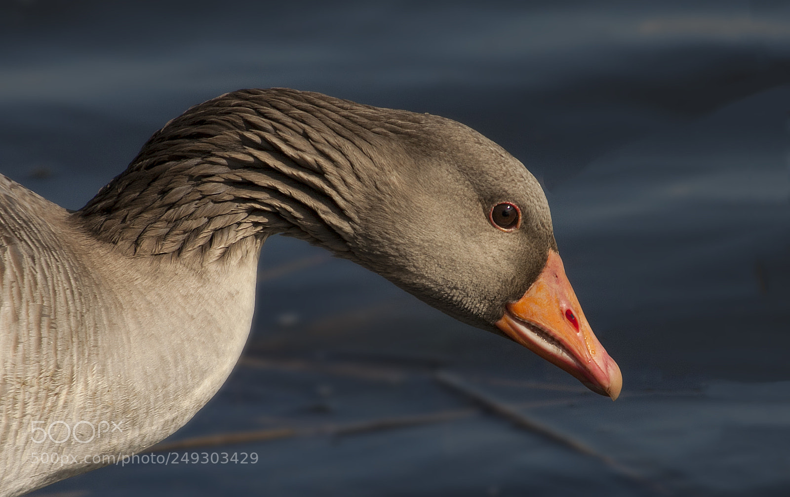 Canon EOS 50D sample photo. Mr goose photography
