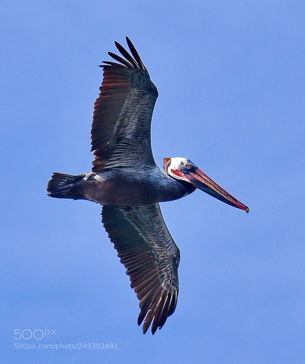 Nikon D7200 sample photo. Pelican flying in the photography