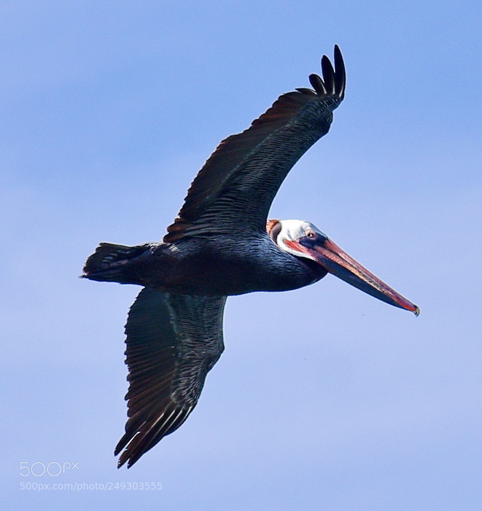 Nikon D7200 sample photo. Pelican flying in the photography