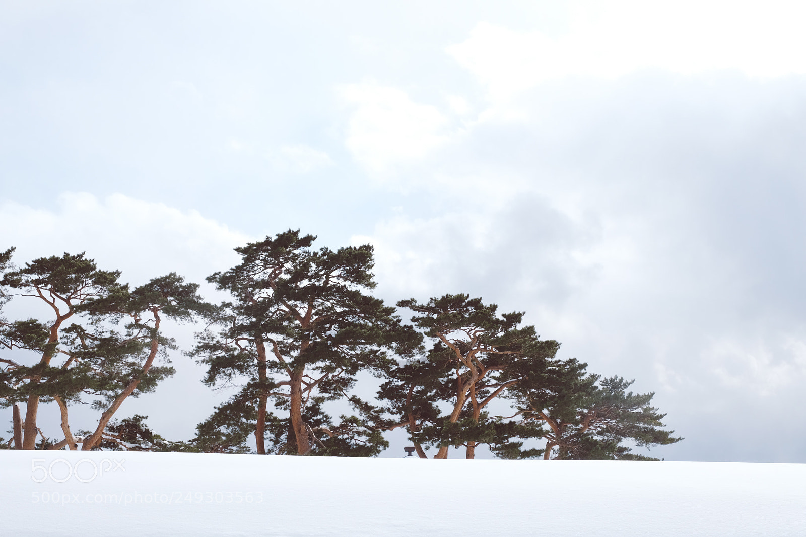Fujifilm X-T2 sample photo. 傲寒 photography