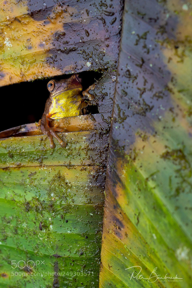 Olympus OM-D E-M1 Mark II sample photo. Frog | ecuador photography