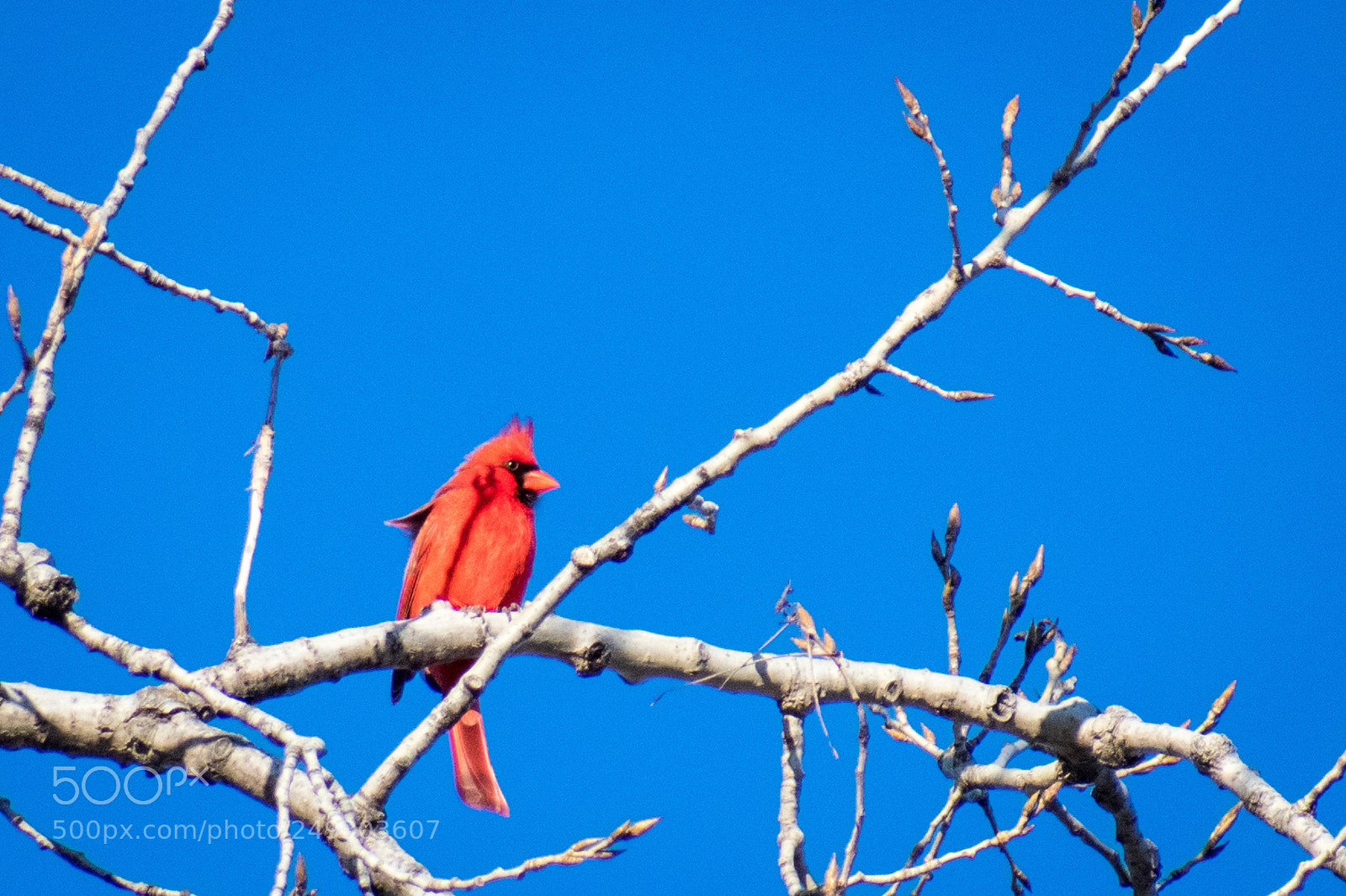 Nikon D3400 sample photo. Rustled feathers photography