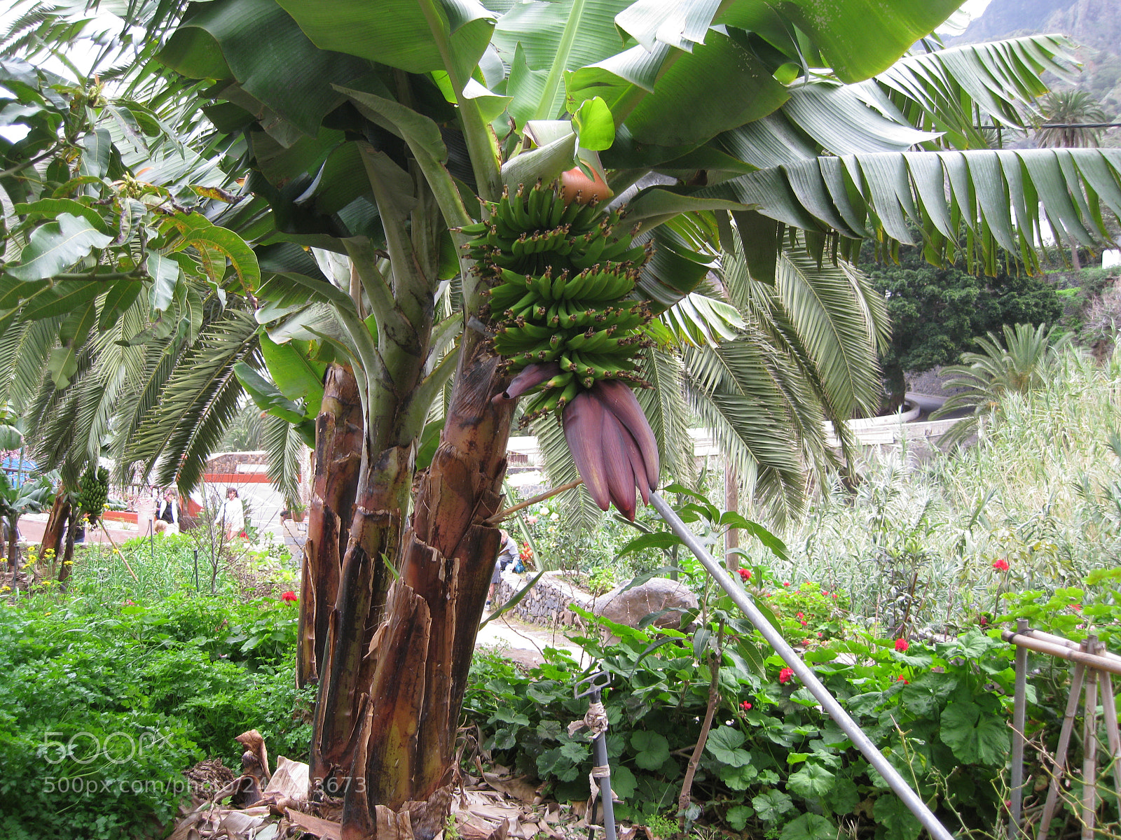 Canon DIGITAL IXUS 960 IS sample photo. Img photography