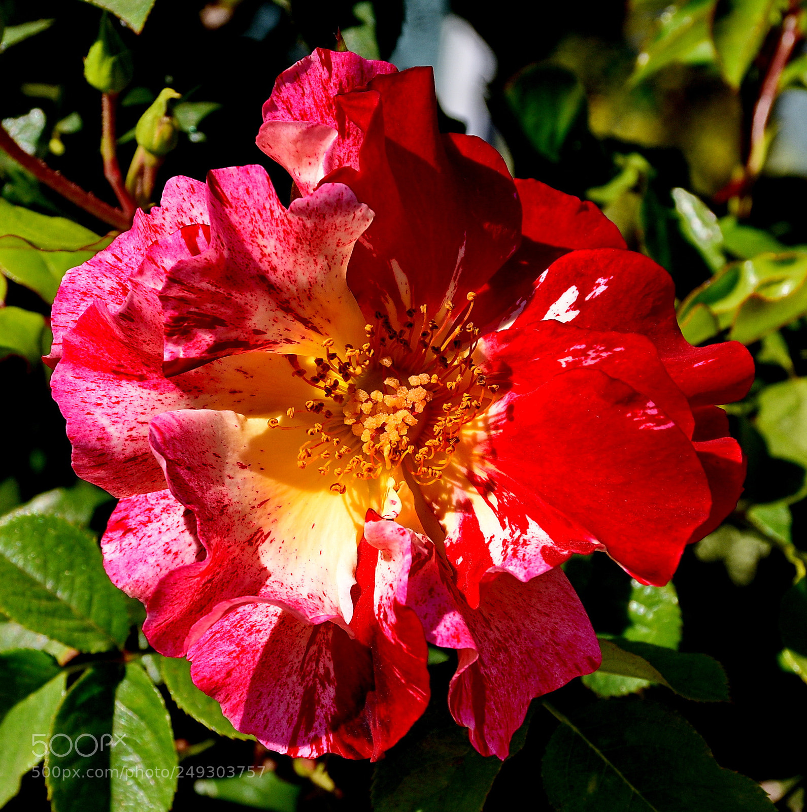 Nikon D7200 sample photo. A deep red carnation photography