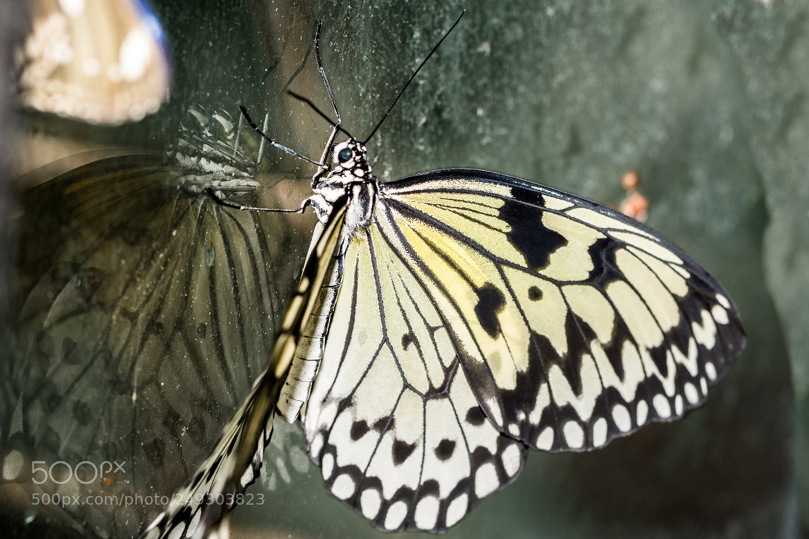 Nikon D7100 sample photo. Batterfly photography