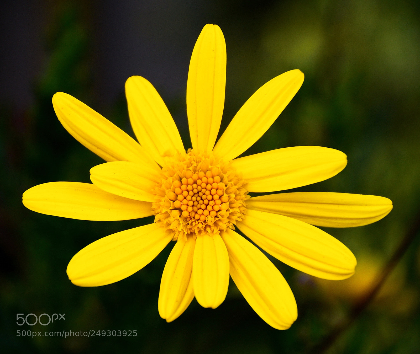 Nikon D7200 sample photo. A lovely gold daisy photography