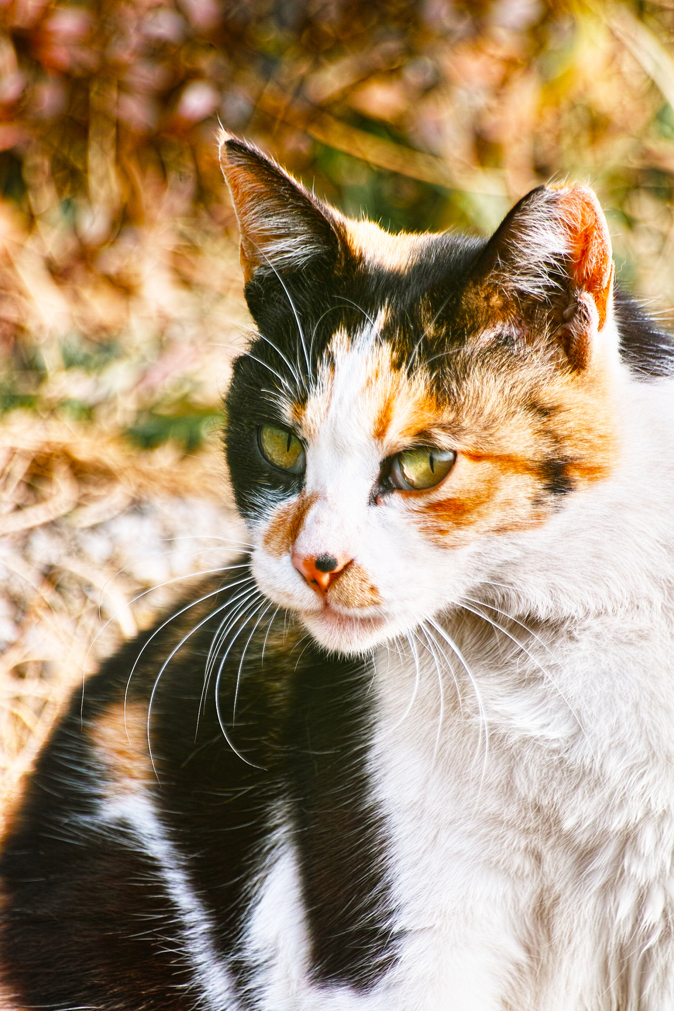 Sigma SD1 Merrill sample photo. Cat every day photography