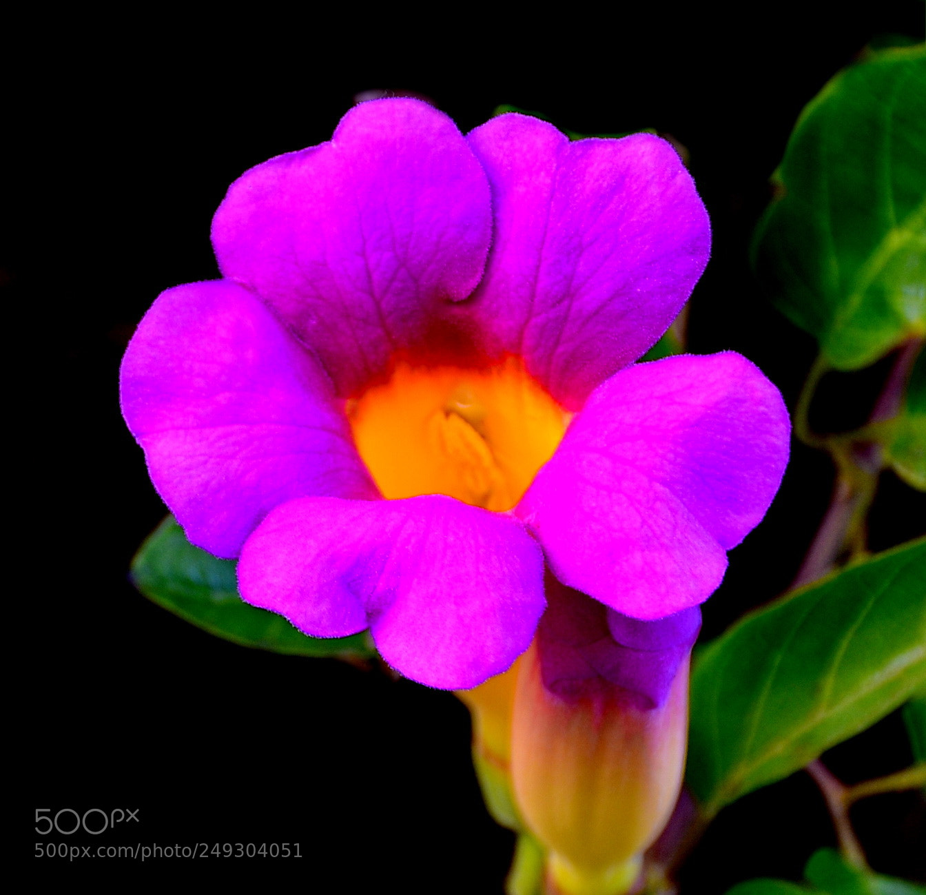 Nikon D7200 sample photo. Purple flower in the photography
