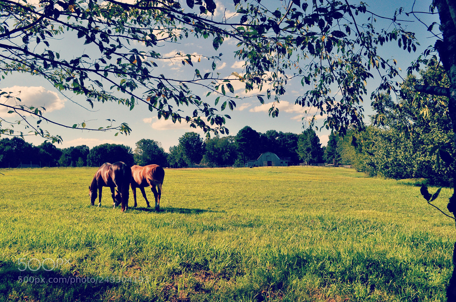 Nikon D5000 sample photo. Waiting for summer photography