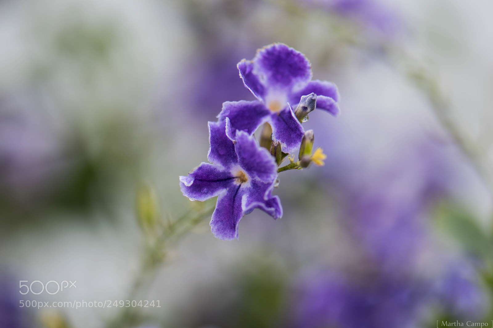 Nikon D5500 sample photo. Relax zen purple photography