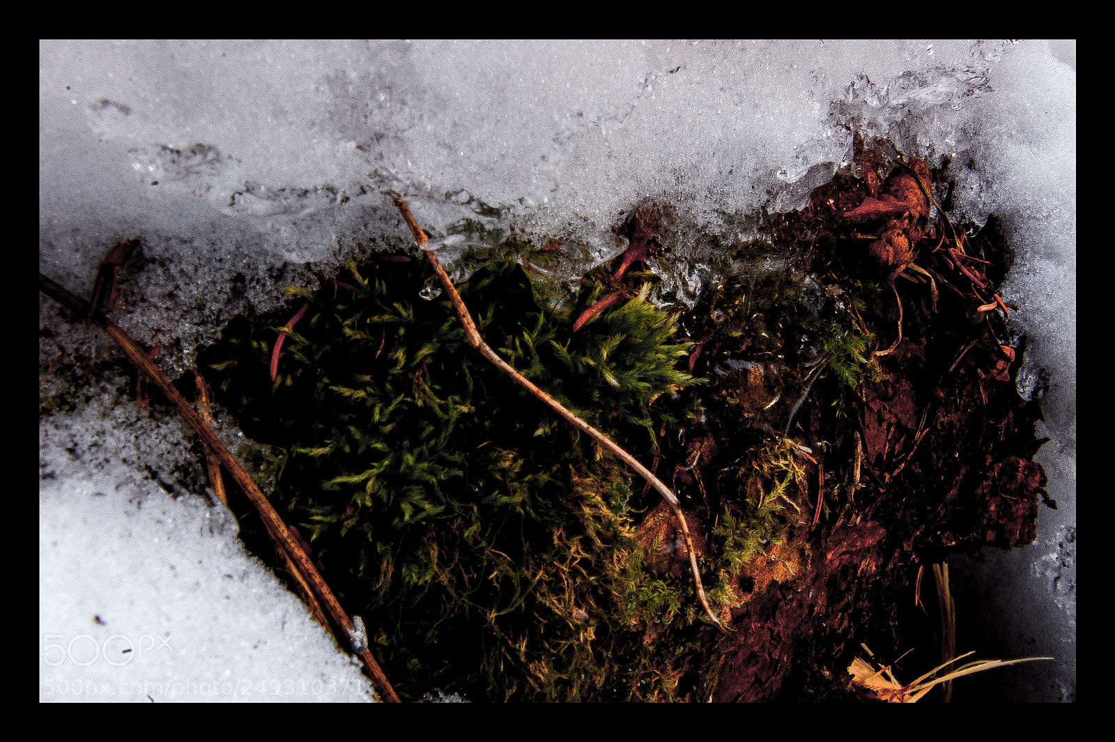 Nikon D40 sample photo. Frosted photography