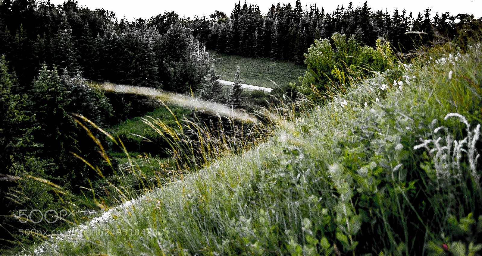 Nikon D40 sample photo. Grey fields photography
