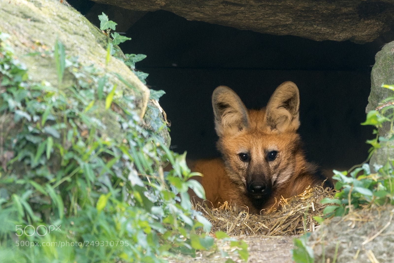 Nikon D7100 sample photo. Foxy photography