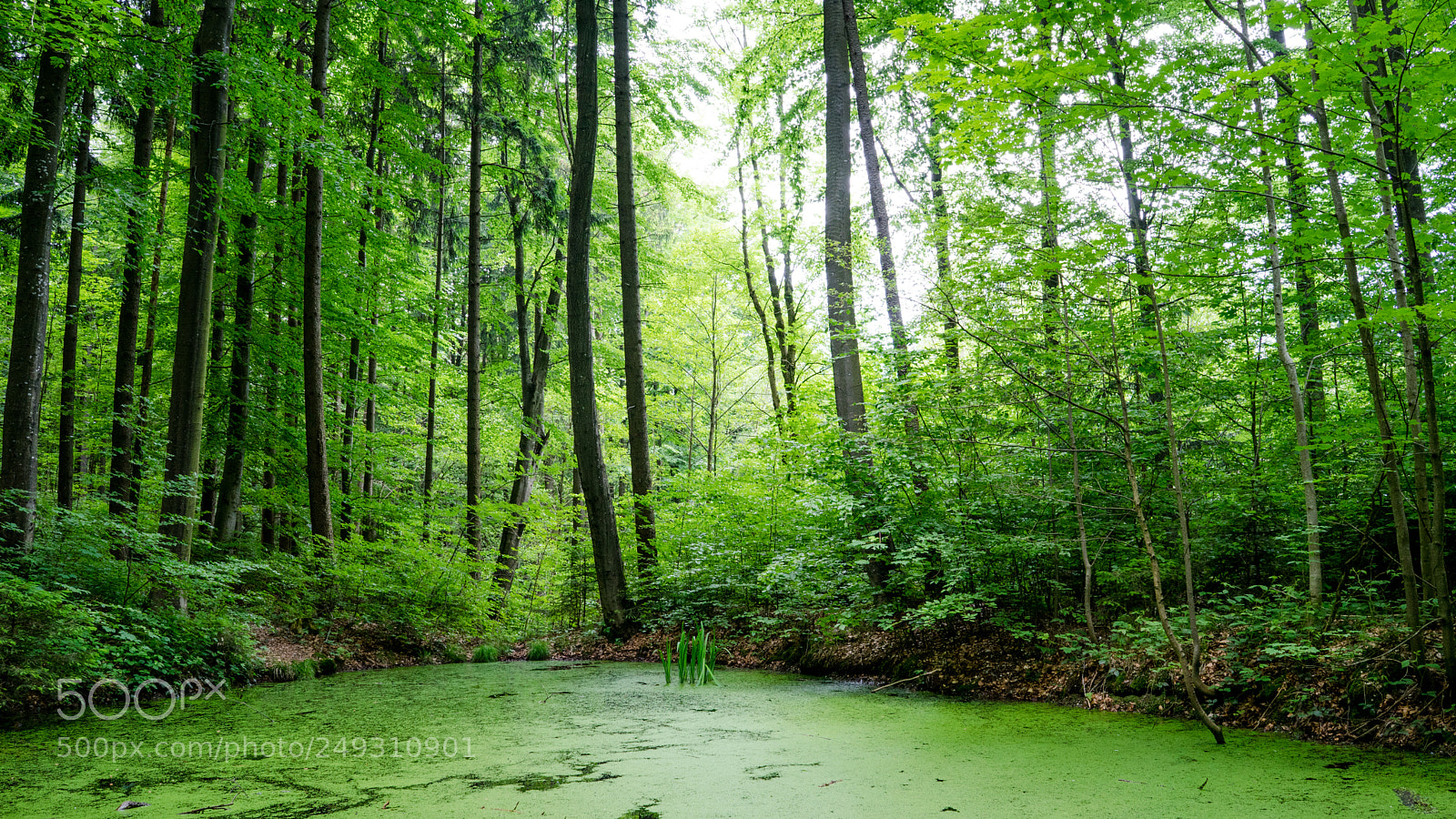 Sony a7 II sample photo. Fade photography