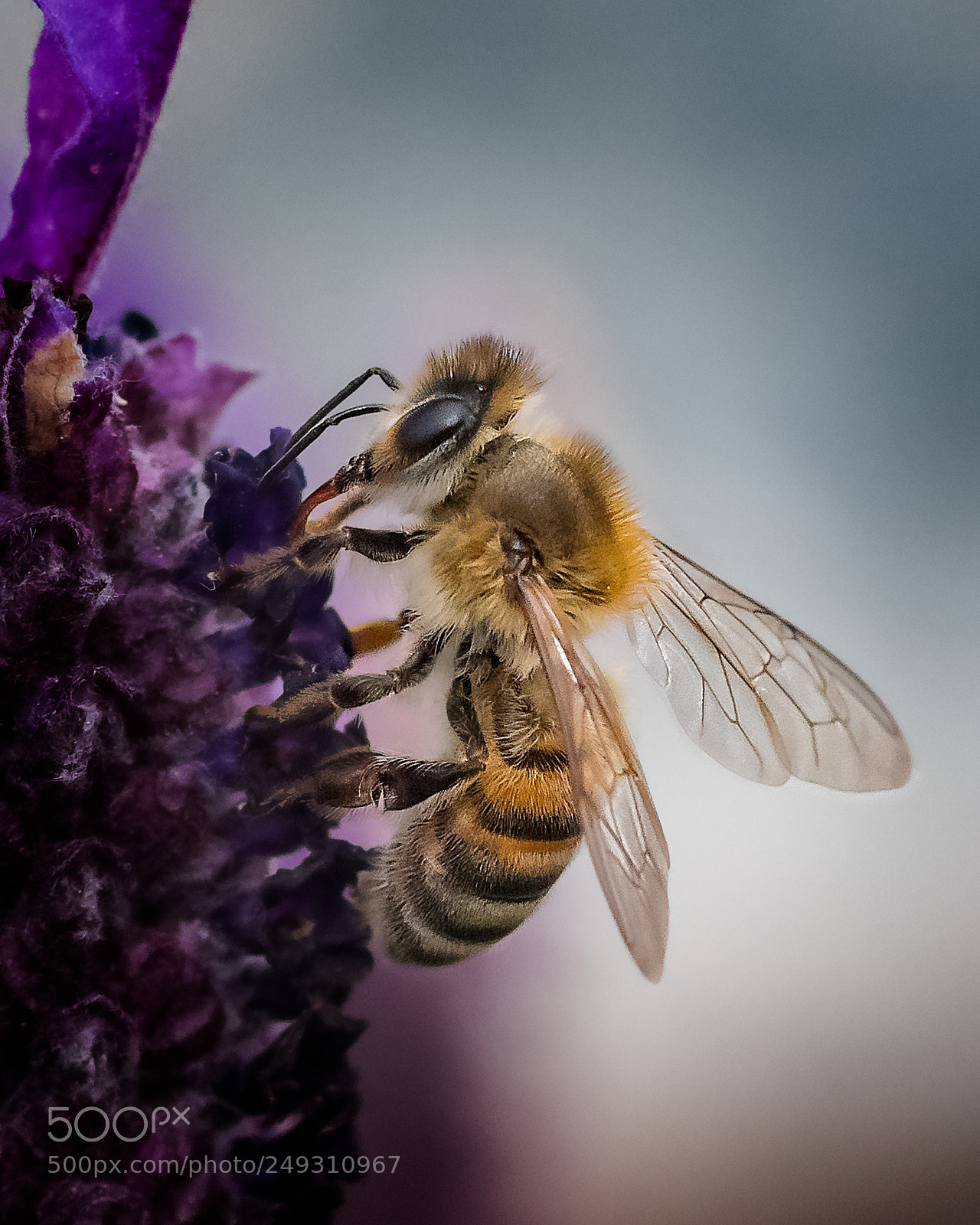 Nikon D810 sample photo. To bee photography