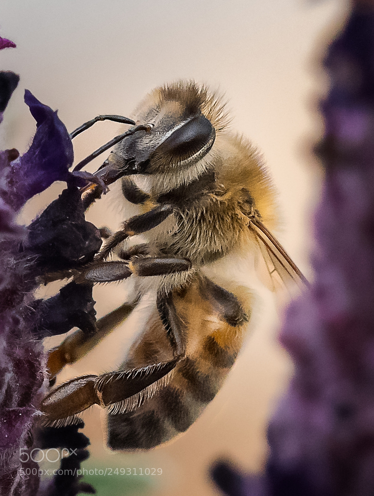 Nikon D810 sample photo. Looking for something sweet photography