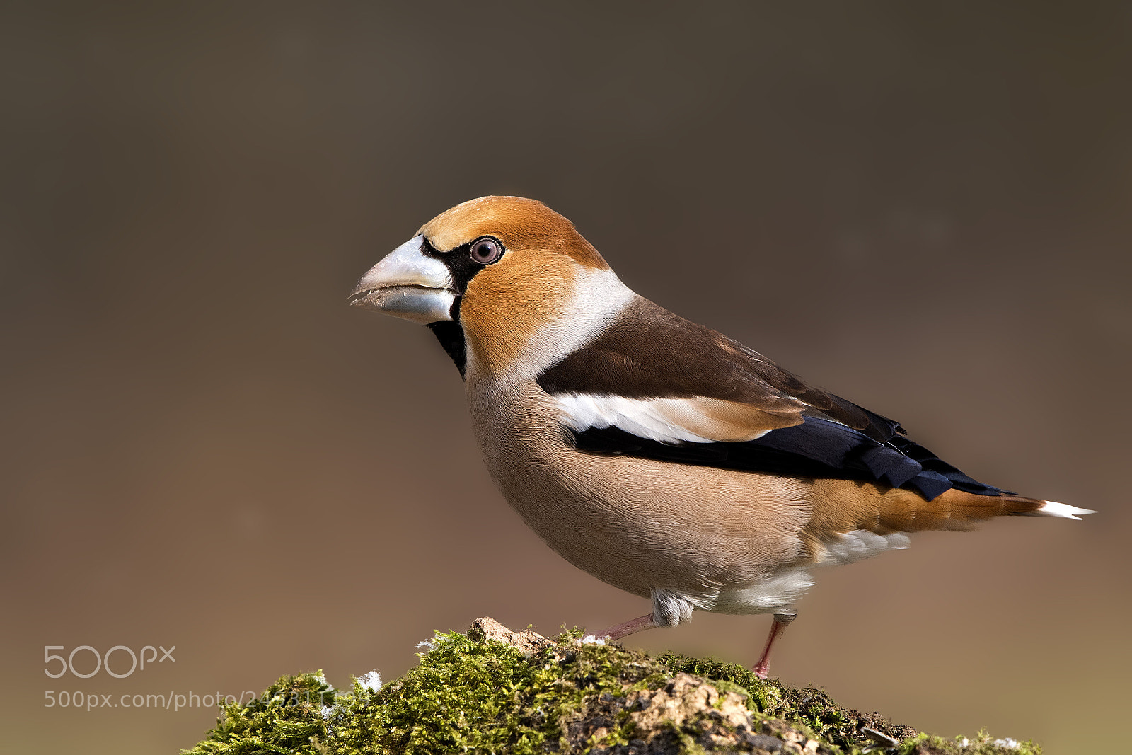 Nikon D500 sample photo. Hawfinch photography