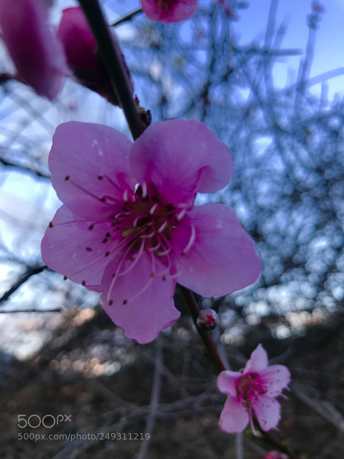 Apple iPhone 7 Plus sample photo. Untitled photography