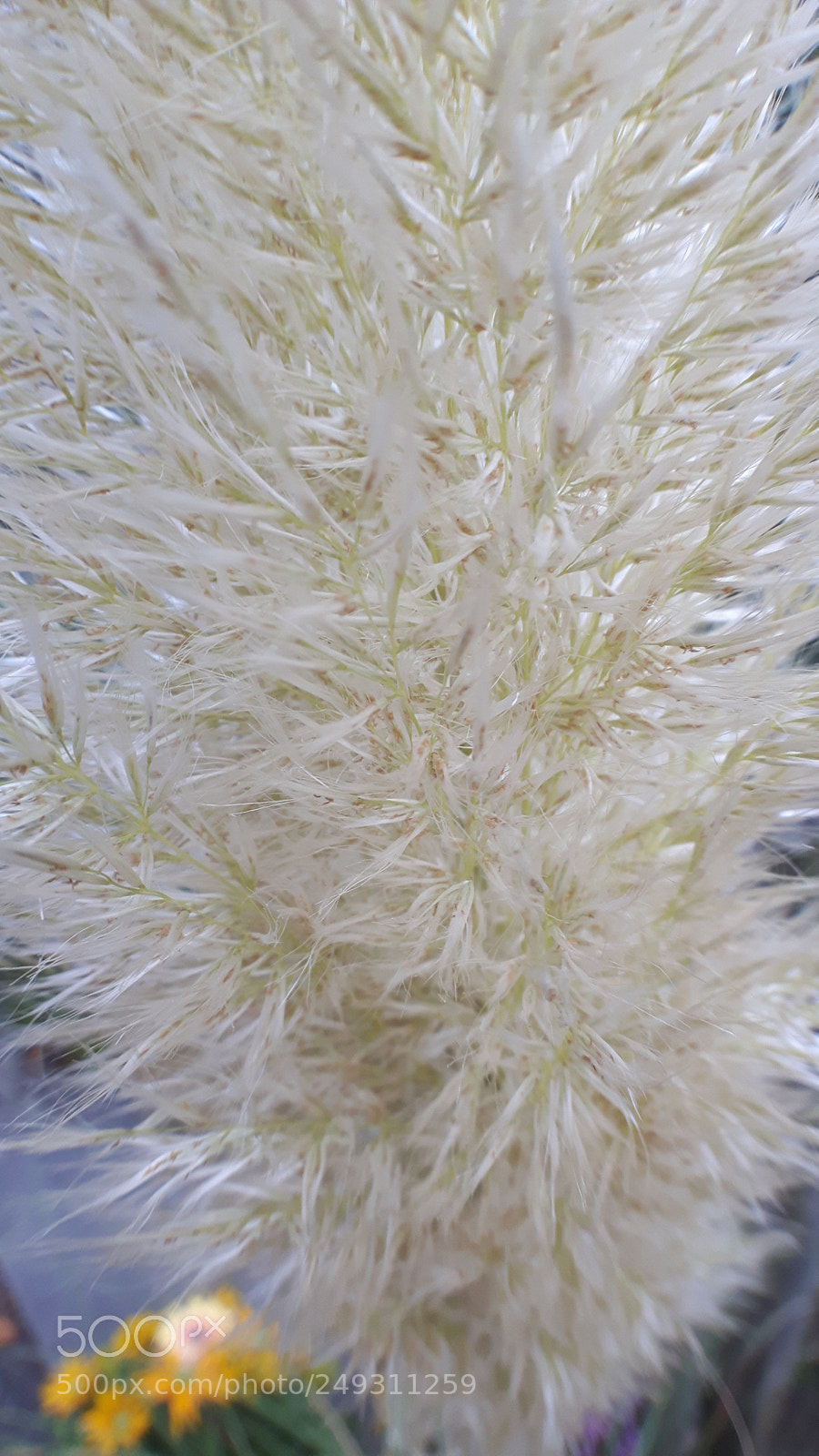 Samsung Galaxy S5 Neo sample photo. 2017-10-21 16.52.25.jpg photography