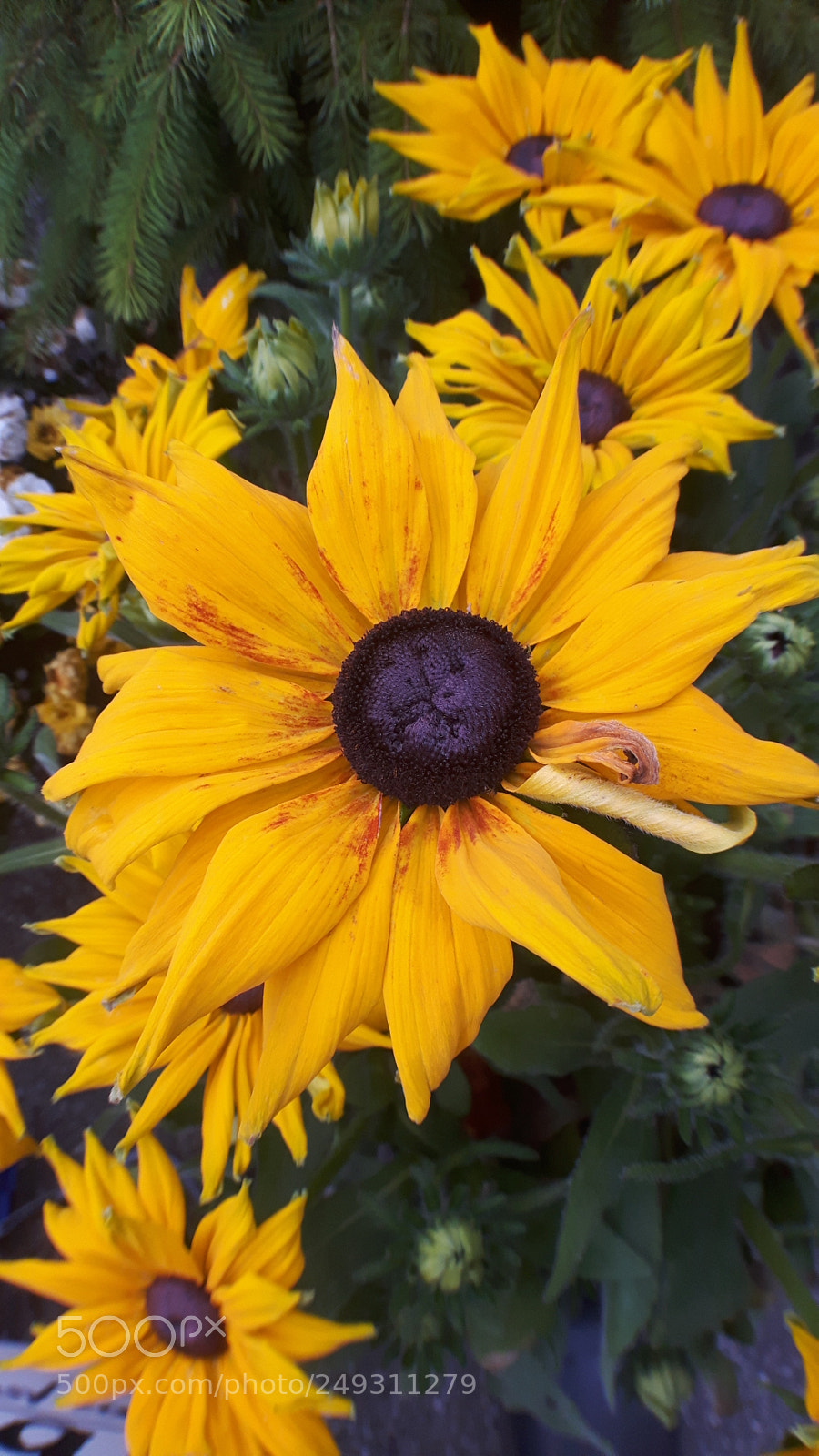 Samsung Galaxy S5 Neo sample photo. 2017-10-21 16.53.31.jpg photography