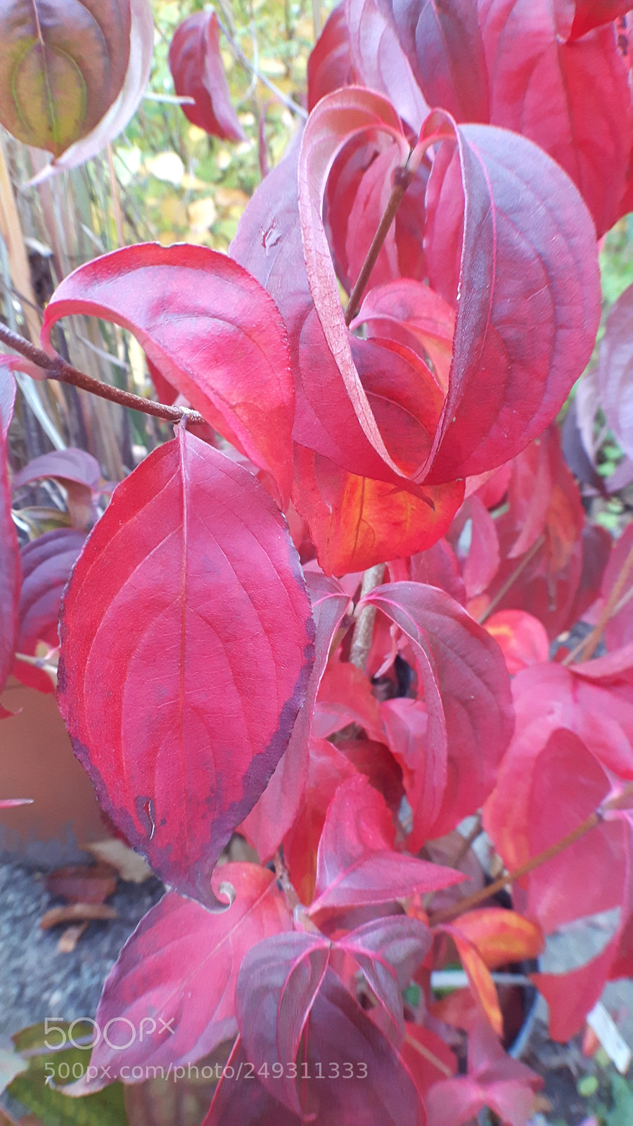 Samsung Galaxy S5 Neo sample photo. 2017-10-21 16.54.15.jpg photography