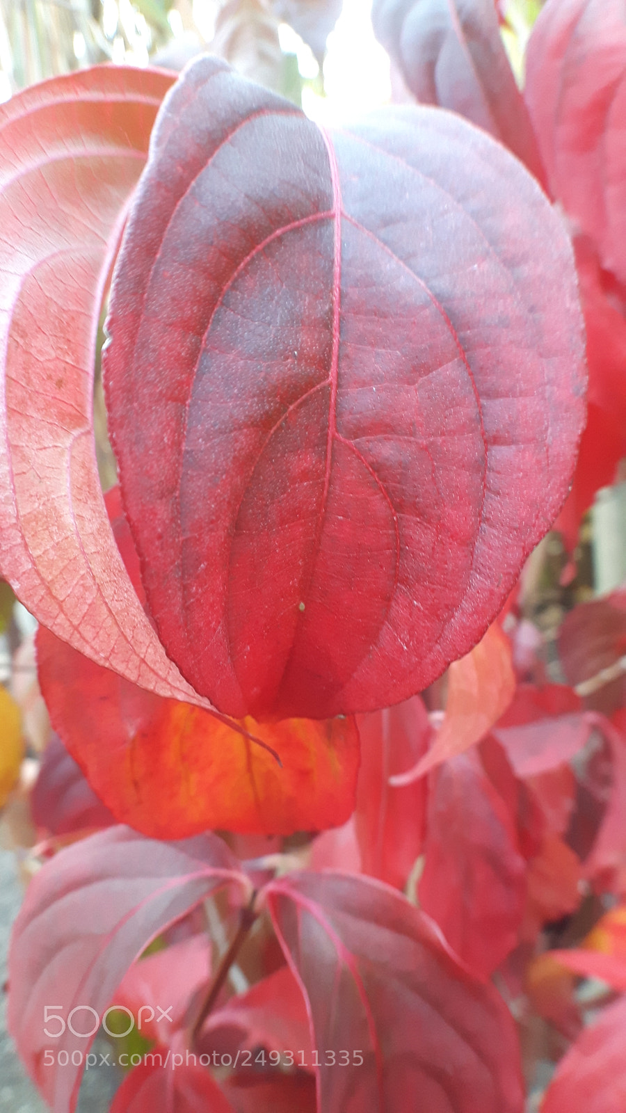 Samsung Galaxy S5 Neo sample photo. 2017-10-21 16.54.29.jpg photography