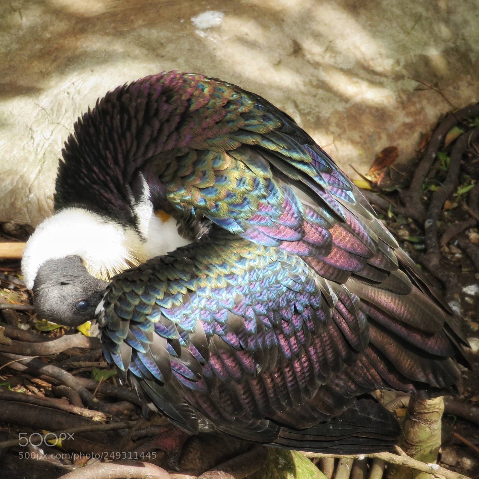 Canon PowerShot SX720 HS sample photo. Rainbow plumage photography