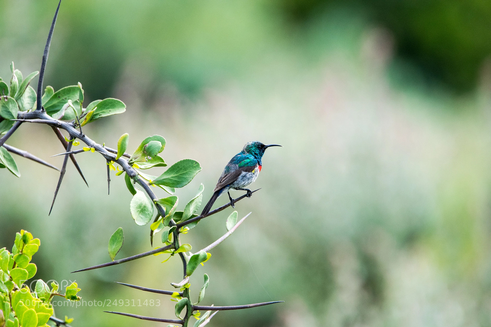 Nikon D3300 sample photo. Lesser double-collared sunbird photography